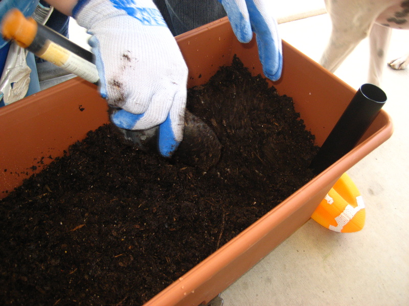 The upper layer of potting mix has dolomite (calcium) mixed in to help the tomatoes grow.