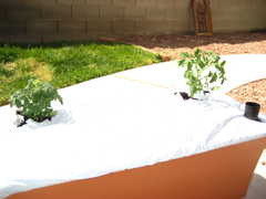 Only two tomatoes per EarthBox, per manufacturer's recommendations.  These two will grow like crazy.